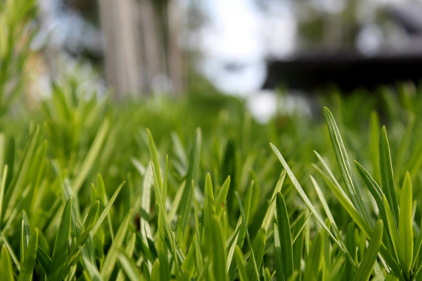 When to Aerate Your Lawn and How Often to Do It for a Healthier Yard