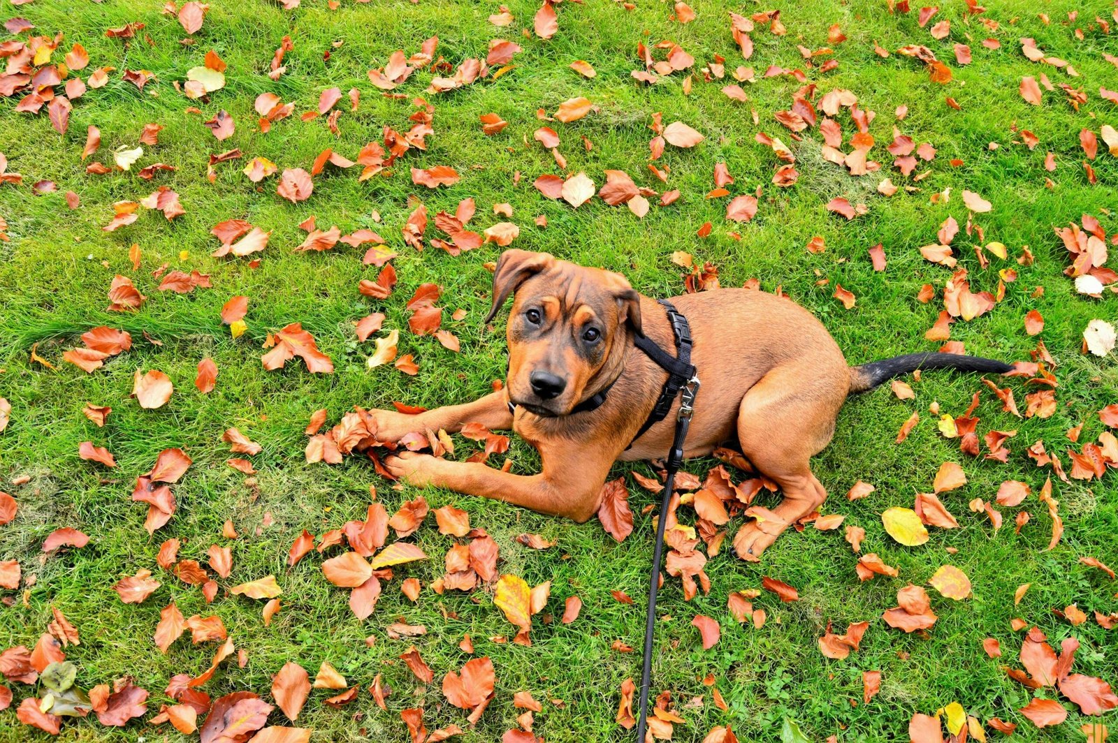Walking Well with Your Dog on Leash Best Dog Leash, Collar and Harness Guide 1 Dog Leash