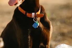 airtag dog collar